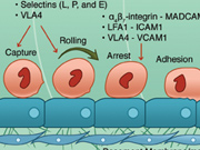 Medical illustration